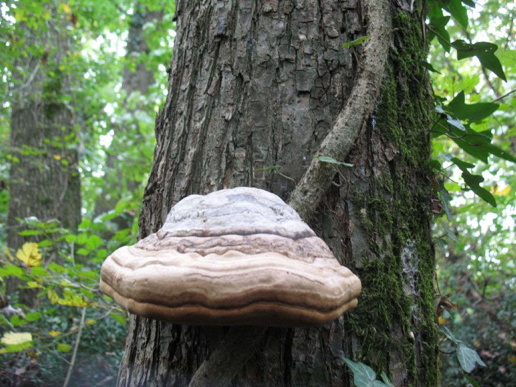 Ganoderma da determinare ( Fomesfomentarius)